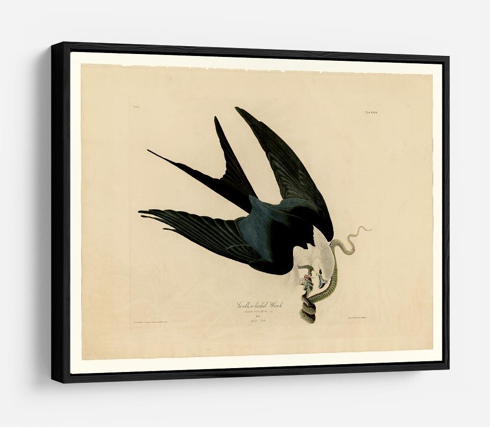 Swallow tailed Hawk by Audubon HD Metal Print - Canvas Art Rocks - 6