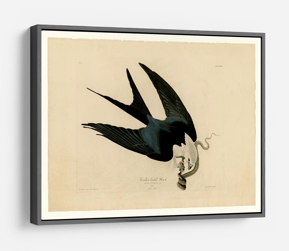 Swallow tailed Hawk by Audubon HD Metal Print - Canvas Art Rocks - 9