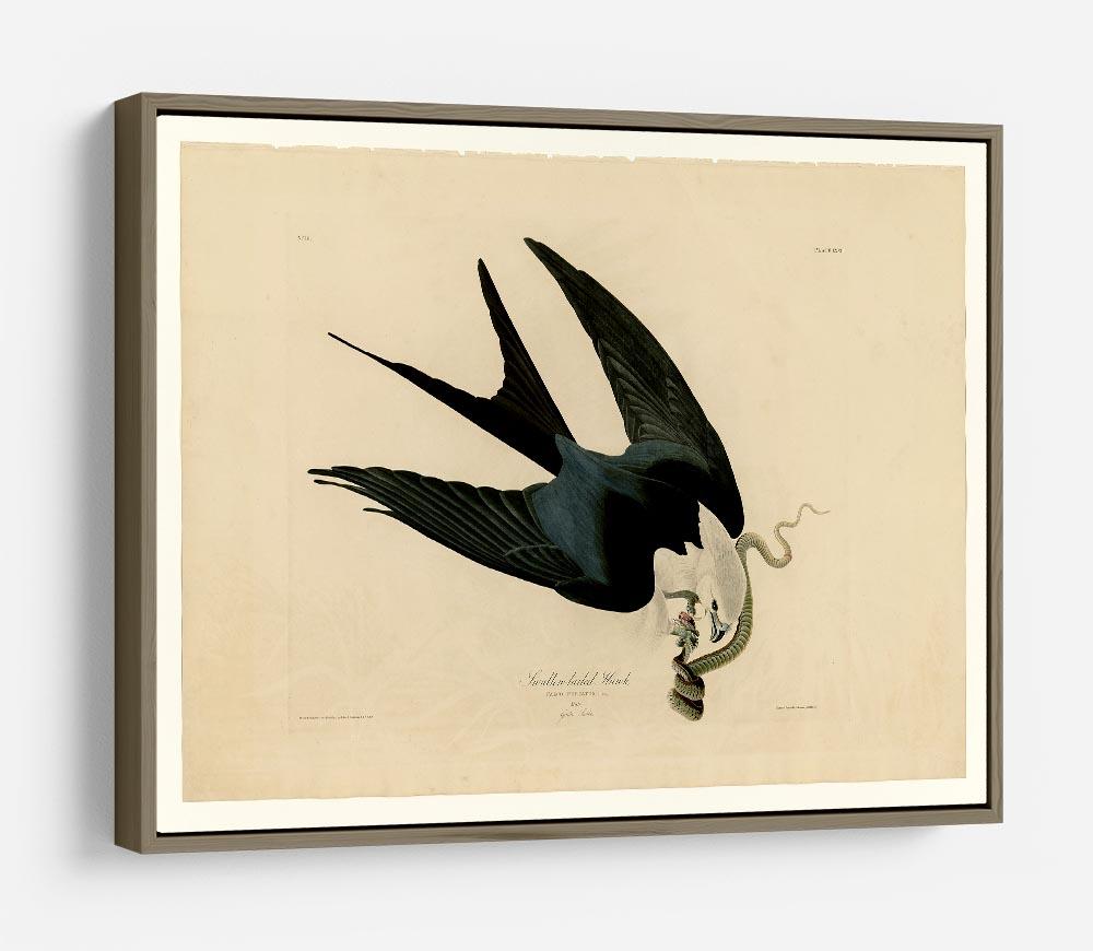 Swallow tailed Hawk by Audubon HD Metal Print - Canvas Art Rocks - 10