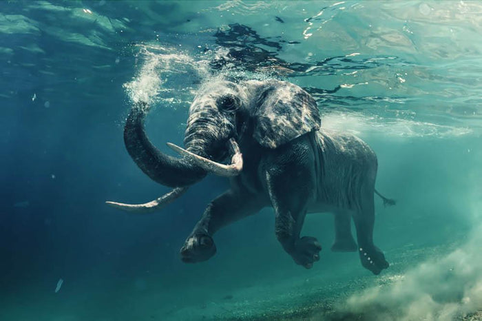Swimming Elephant Underwater Wall Mural Wallpaper