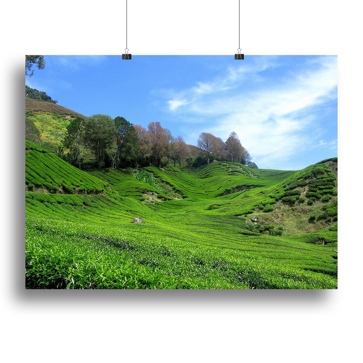 Tea Mountain Canvas Print or Poster