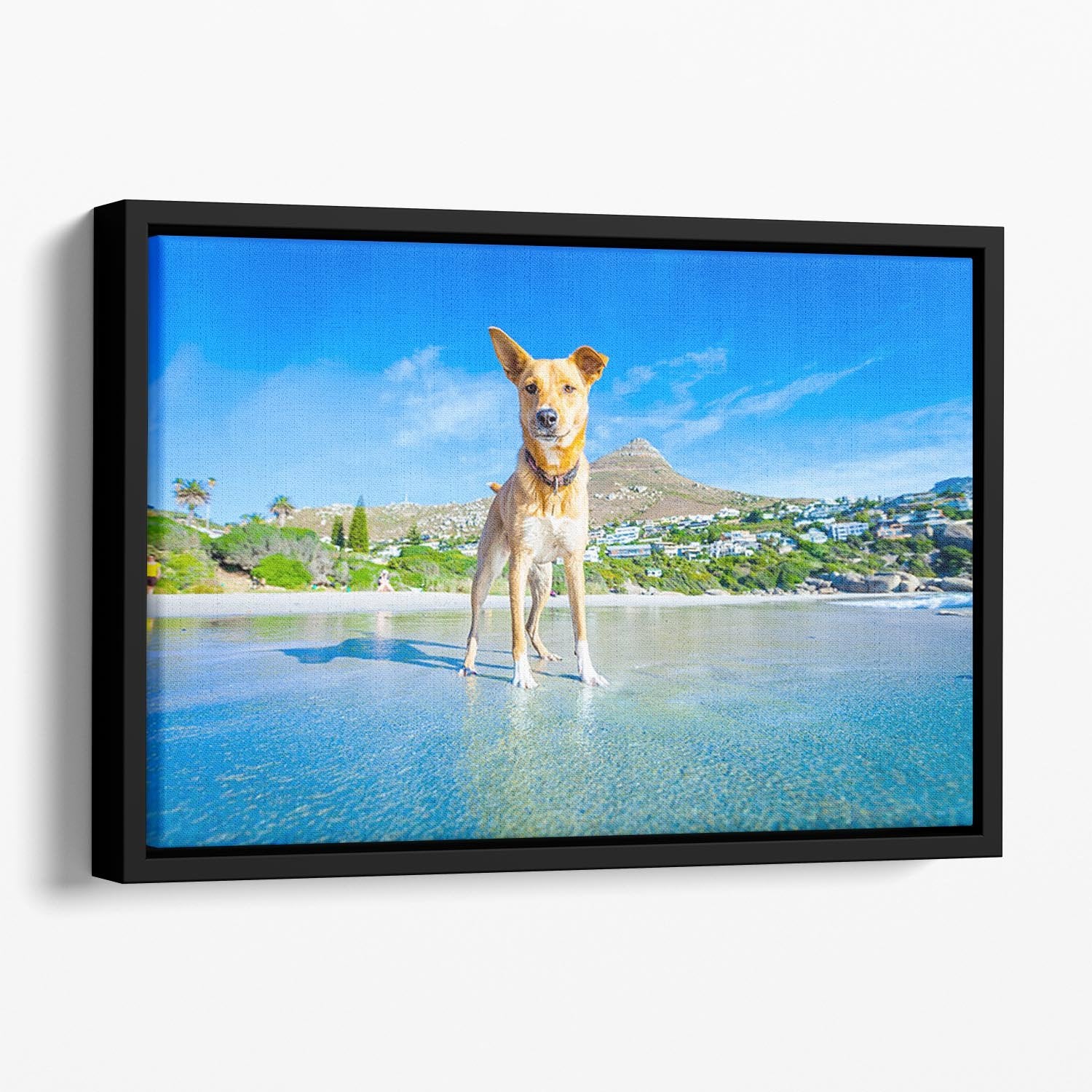 Terrier dog having fun Floating Framed Canvas - Canvas Art Rocks - 1