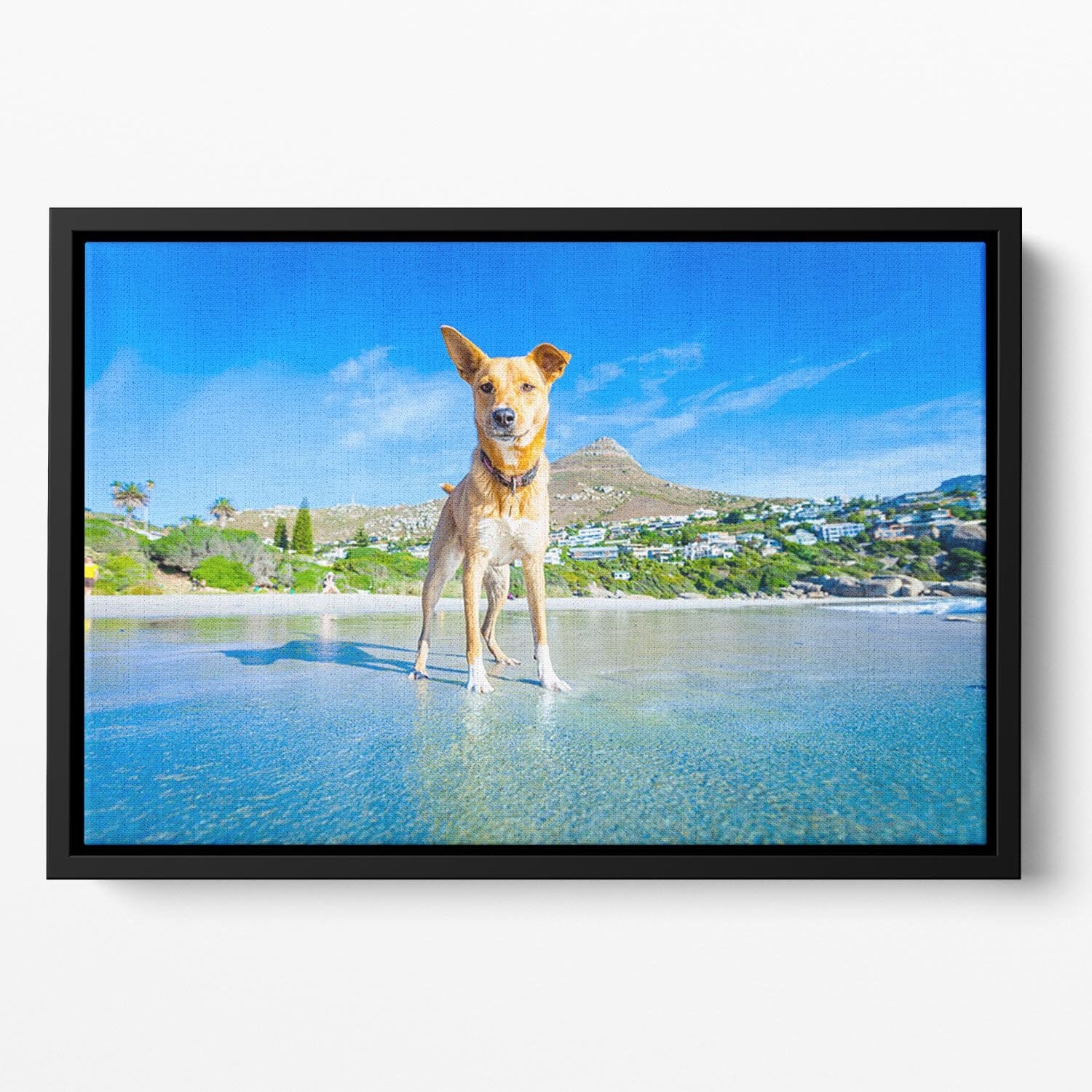 Terrier dog having fun Floating Framed Canvas - Canvas Art Rocks - 2