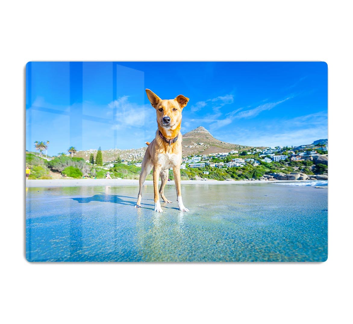 Terrier dog having fun HD Metal Print - Canvas Art Rocks - 1