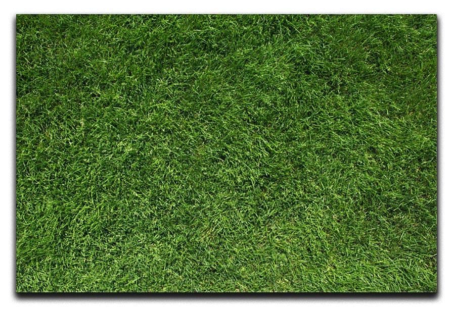 Texture of green grass Canvas Print or Poster - Canvas Art Rocks - 1