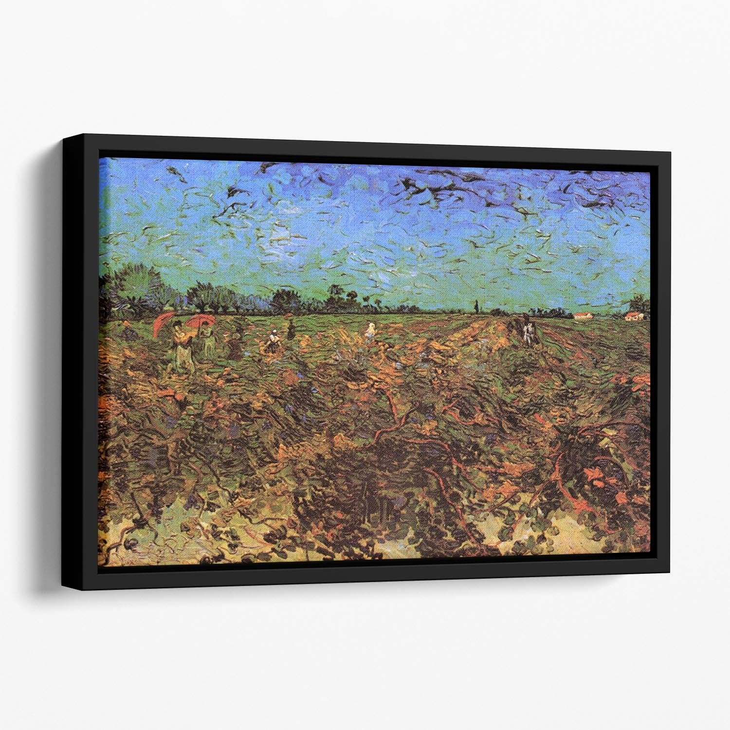The Green Vineyard by Van Gogh Floating Framed Canvas