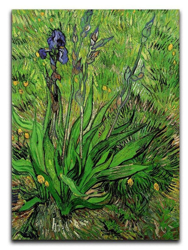 The Iris by Van Gogh Canvas Print & Poster  - Canvas Art Rocks - 1