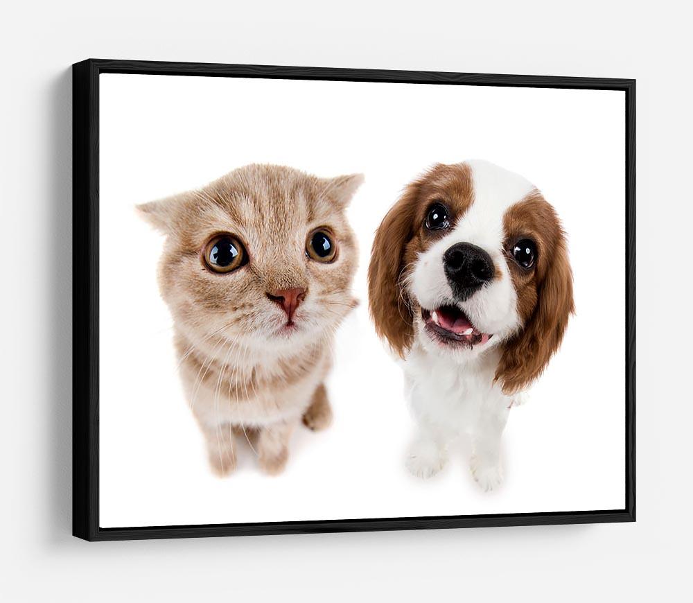 The beautiful brown little kitten with dog HD Metal Print - Canvas Art Rocks - 6