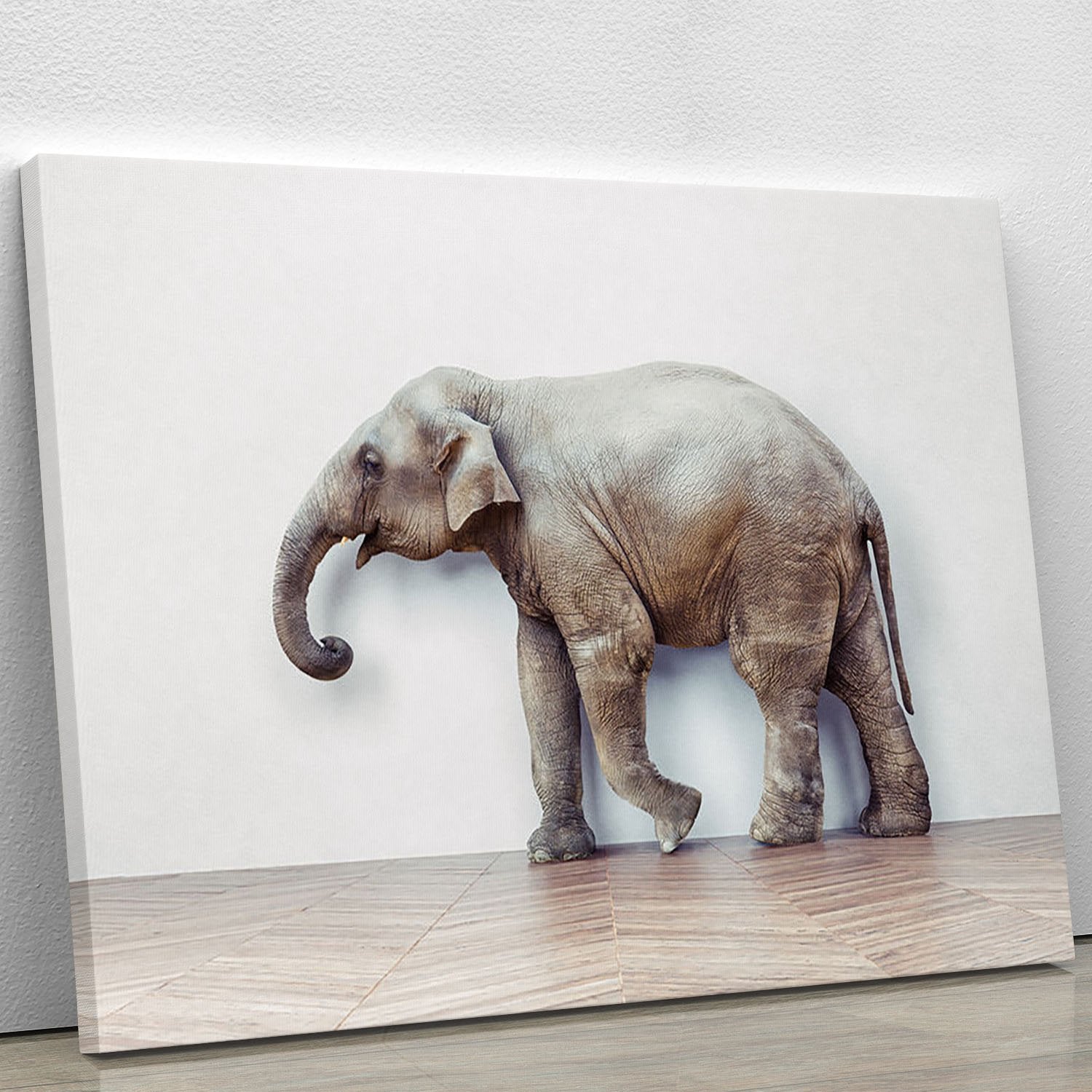 The elephant calm in the room near white wall Canvas Print or Poster