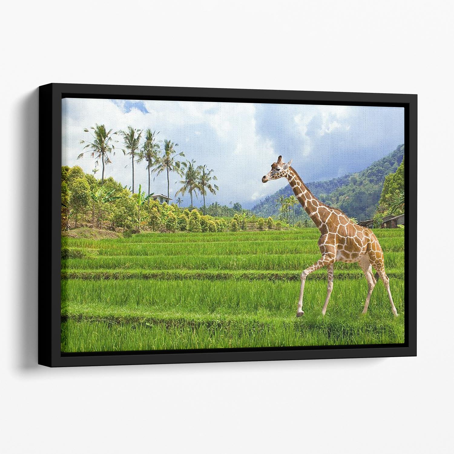 The giraffe goes on a green grass against mountains Floating Framed Canvas - Canvas Art Rocks - 1