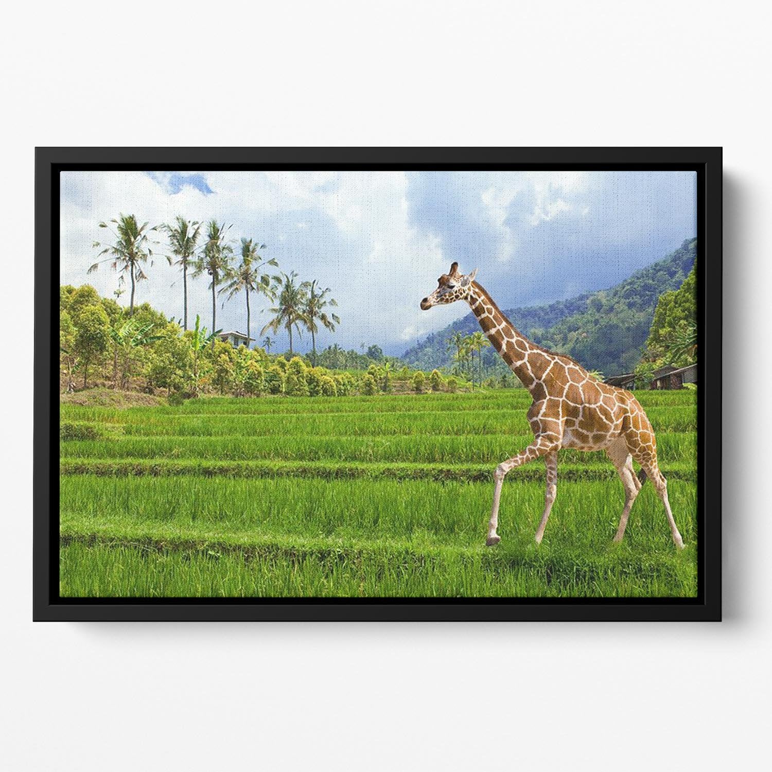 The giraffe goes on a green grass against mountains Floating Framed Canvas - Canvas Art Rocks - 2