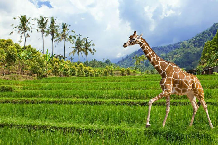 The giraffe goes on a green grass against mountains Wall Mural Wallpaper