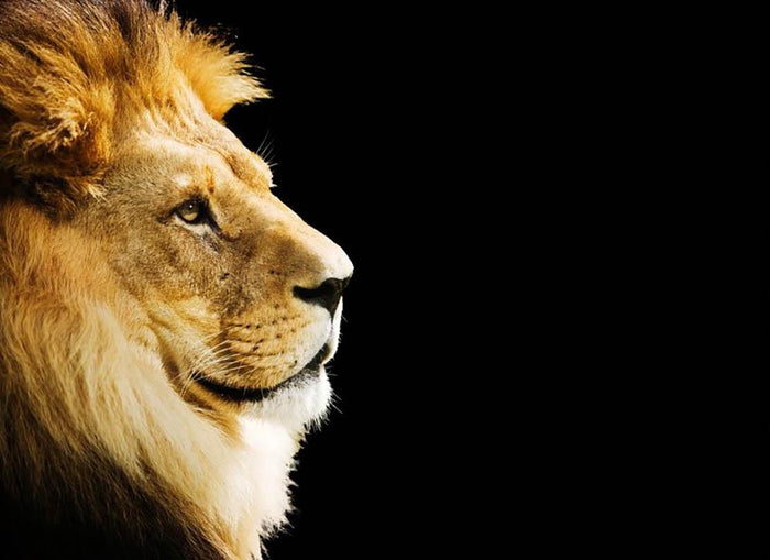 The king of all animals portrait Wall Mural Wallpaper