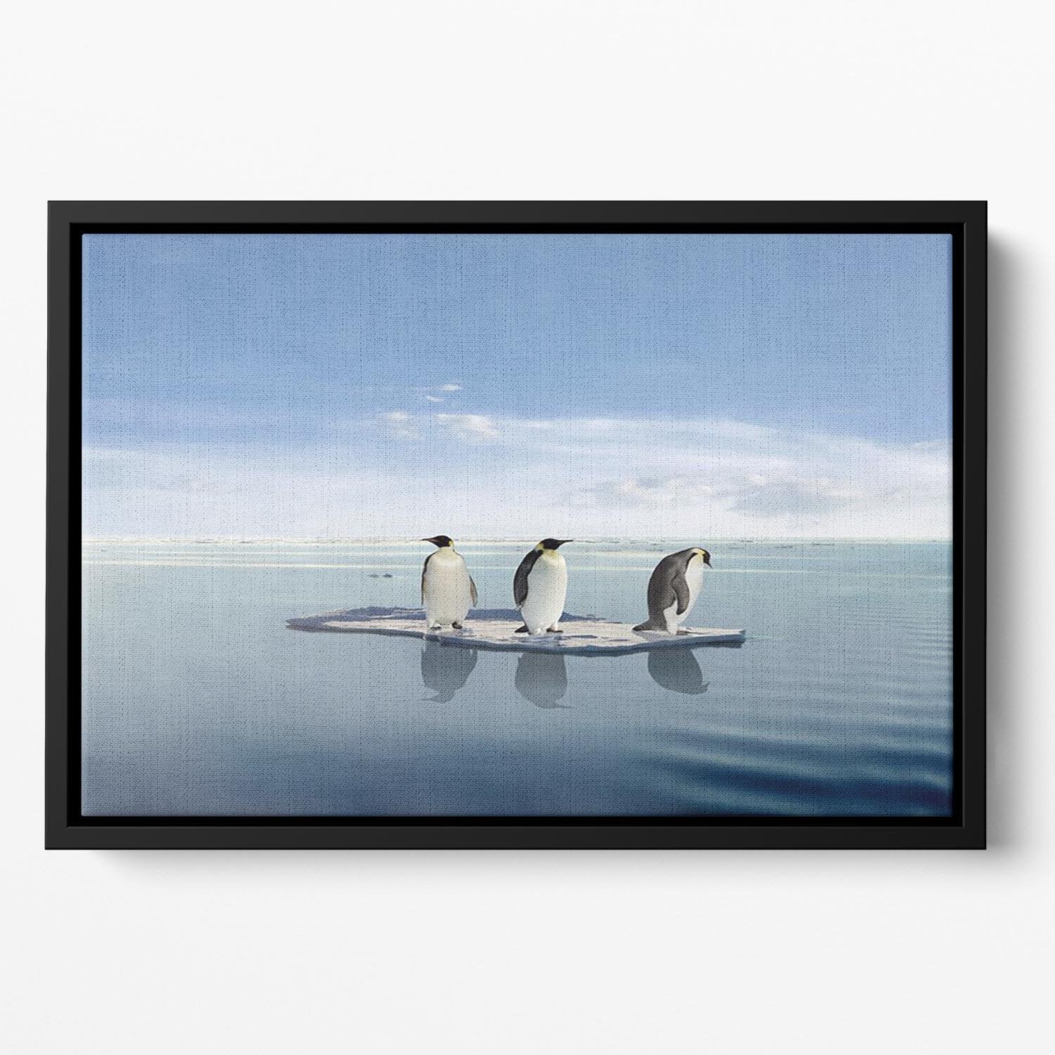 The last penguin survivers Floating Framed Canvas - Canvas Art Rocks - 2