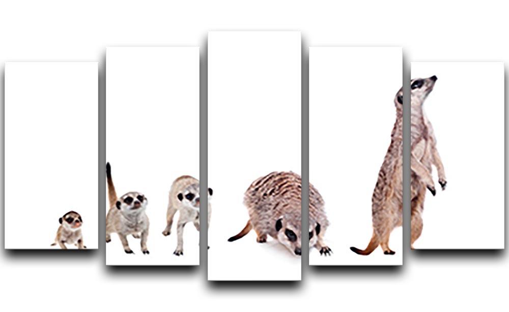 The meerkats on white 5 Split Panel Canvas - Canvas Art Rocks - 1