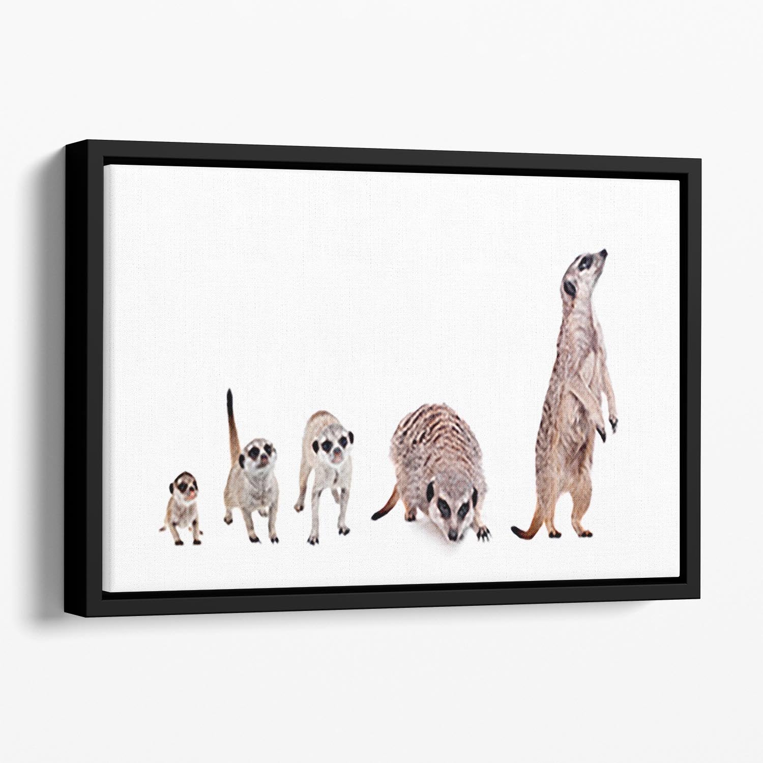 The meerkats on white Floating Framed Canvas - Canvas Art Rocks - 1