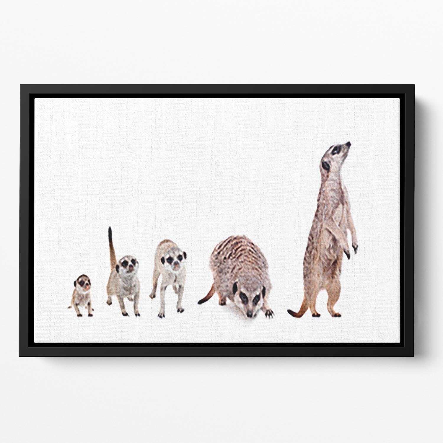 The meerkats on white Floating Framed Canvas - Canvas Art Rocks - 2