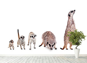 The meerkats on white Wall Mural Wallpaper - Canvas Art Rocks - 4