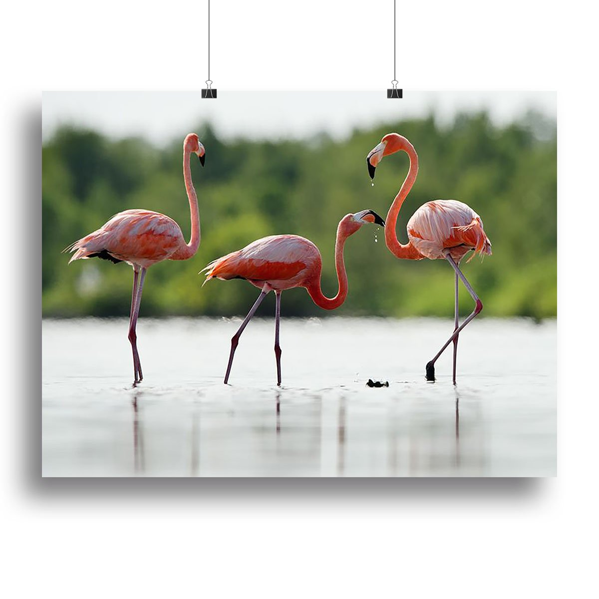 The pink Caribbean flamingo Canvas Print or Poster