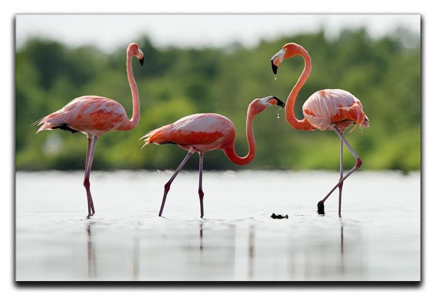 The pink Caribbean flamingo Canvas Print or Poster - Canvas Art Rocks - 1