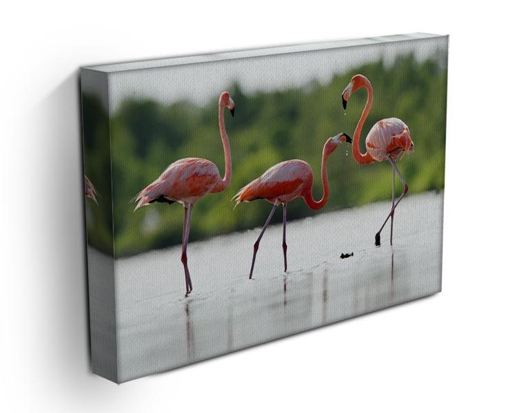 The pink Caribbean flamingo Canvas Print or Poster - Canvas Art Rocks - 3