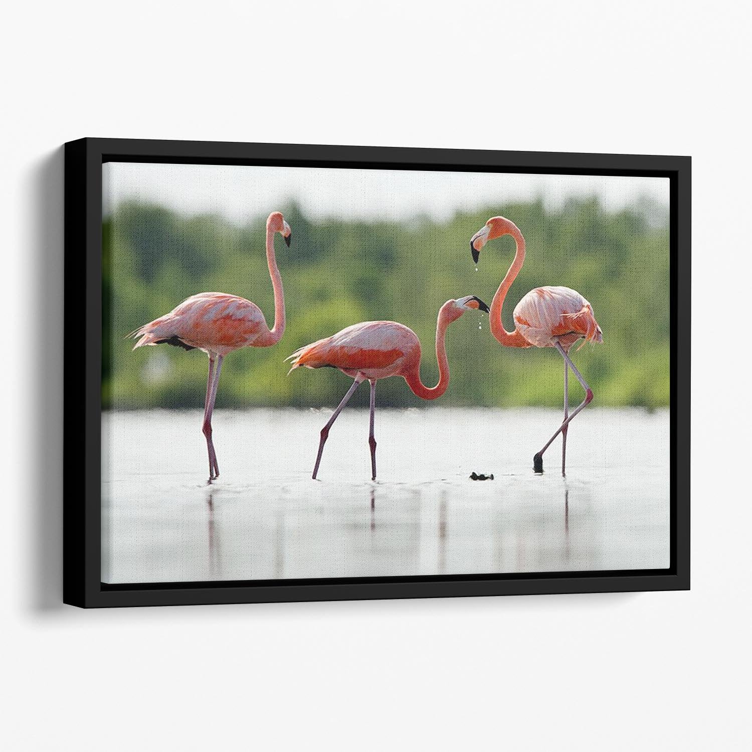 The pink Caribbean flamingo Floating Framed Canvas - Canvas Art Rocks - 1