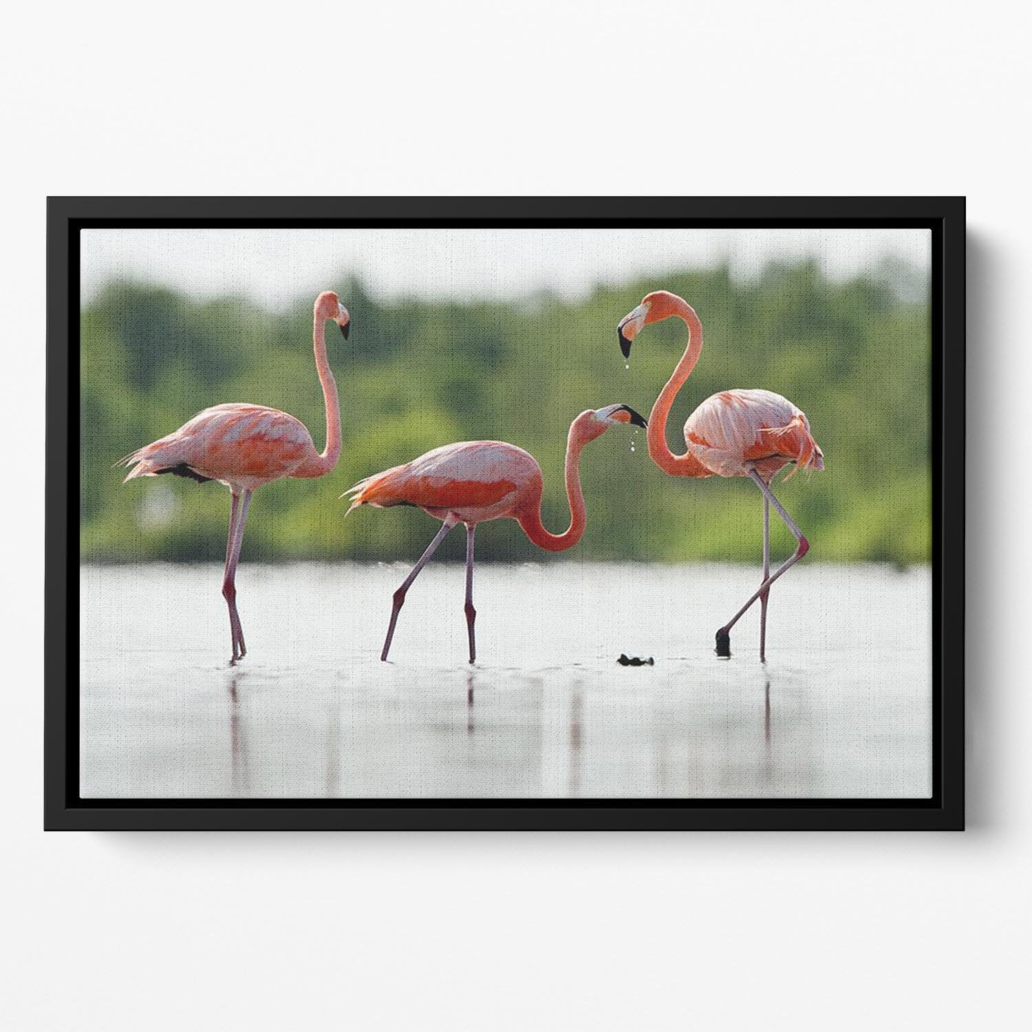 The pink Caribbean flamingo Floating Framed Canvas - Canvas Art Rocks - 2