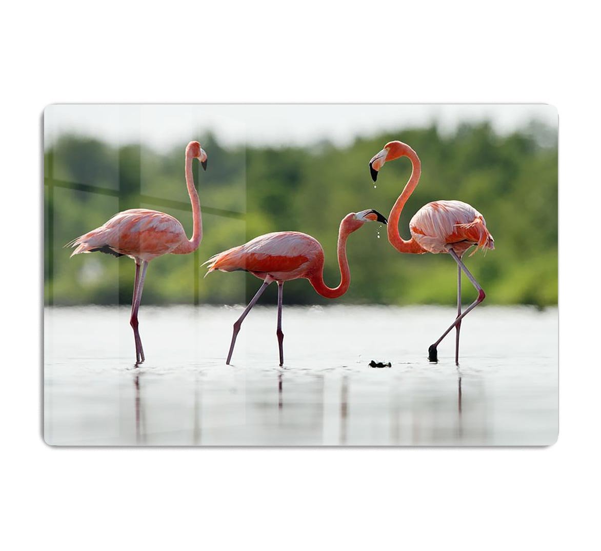 The pink Caribbean flamingo HD Metal Print - Canvas Art Rocks - 1