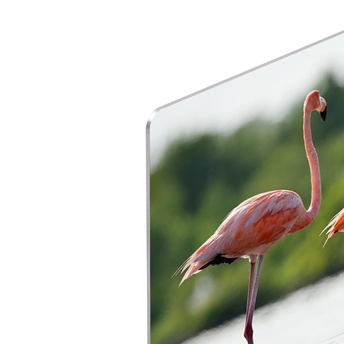 The pink Caribbean flamingo HD Metal Print - Canvas Art Rocks - 4
