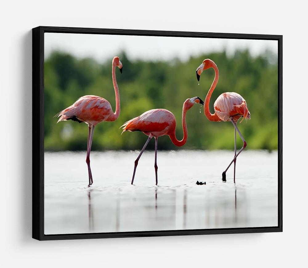 The pink Caribbean flamingo HD Metal Print - Canvas Art Rocks - 6