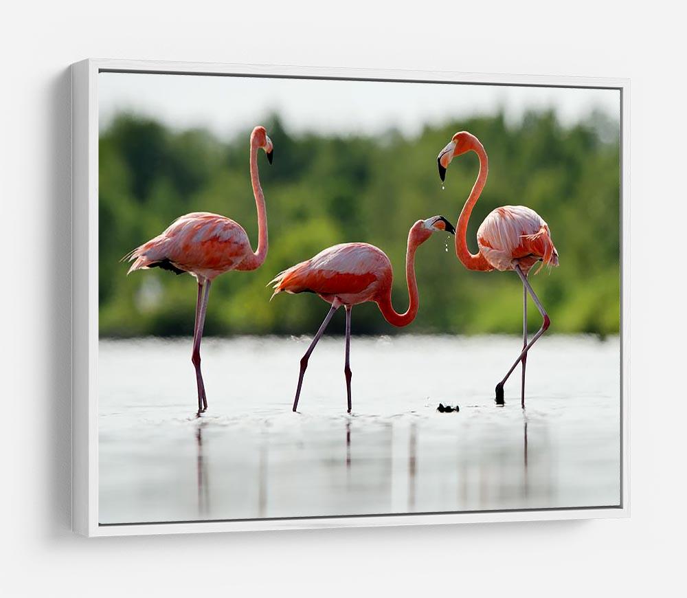 The pink Caribbean flamingo HD Metal Print - Canvas Art Rocks - 7