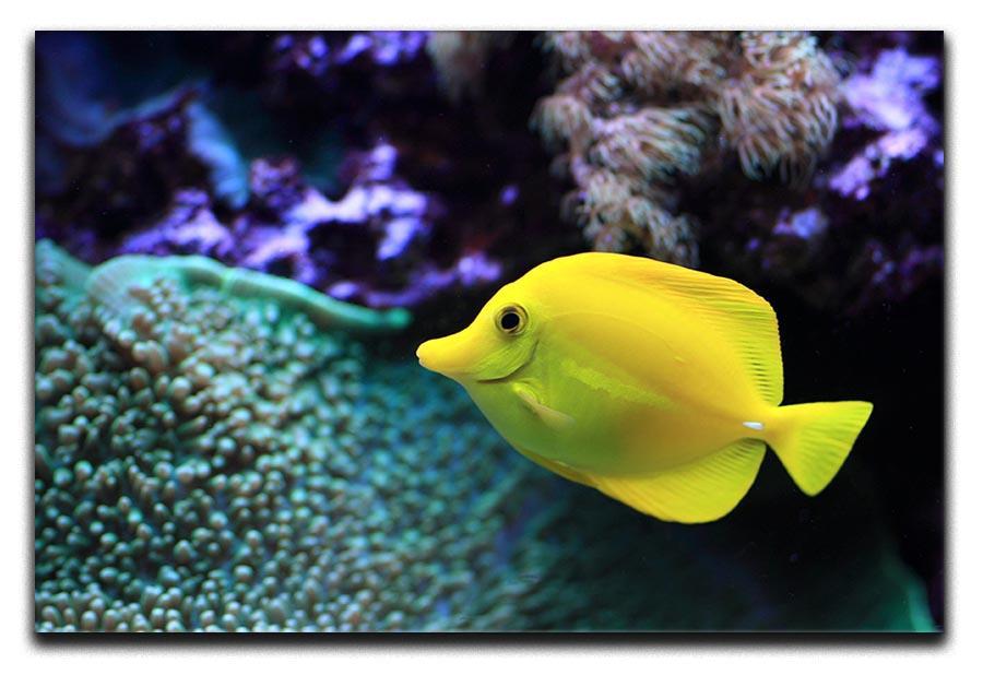 The yellow fish Canvas Print or Poster  - Canvas Art Rocks - 1