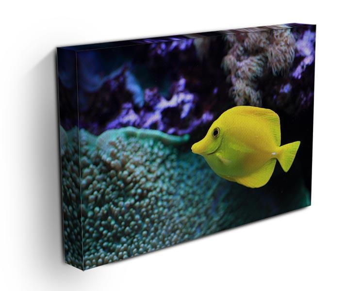 The yellow fish Canvas Print or Poster - Canvas Art Rocks - 3