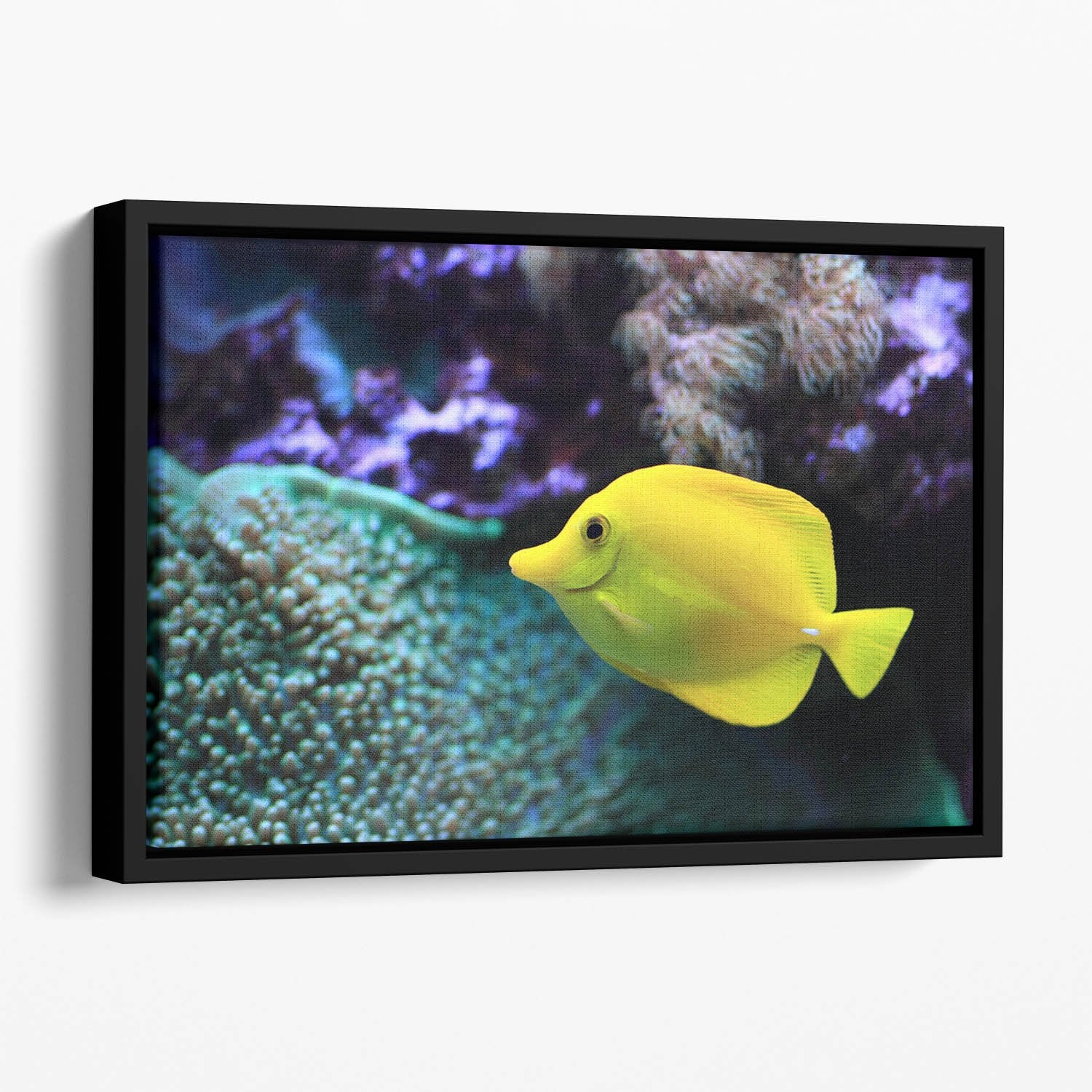 The yellow fish Floating Framed Canvas