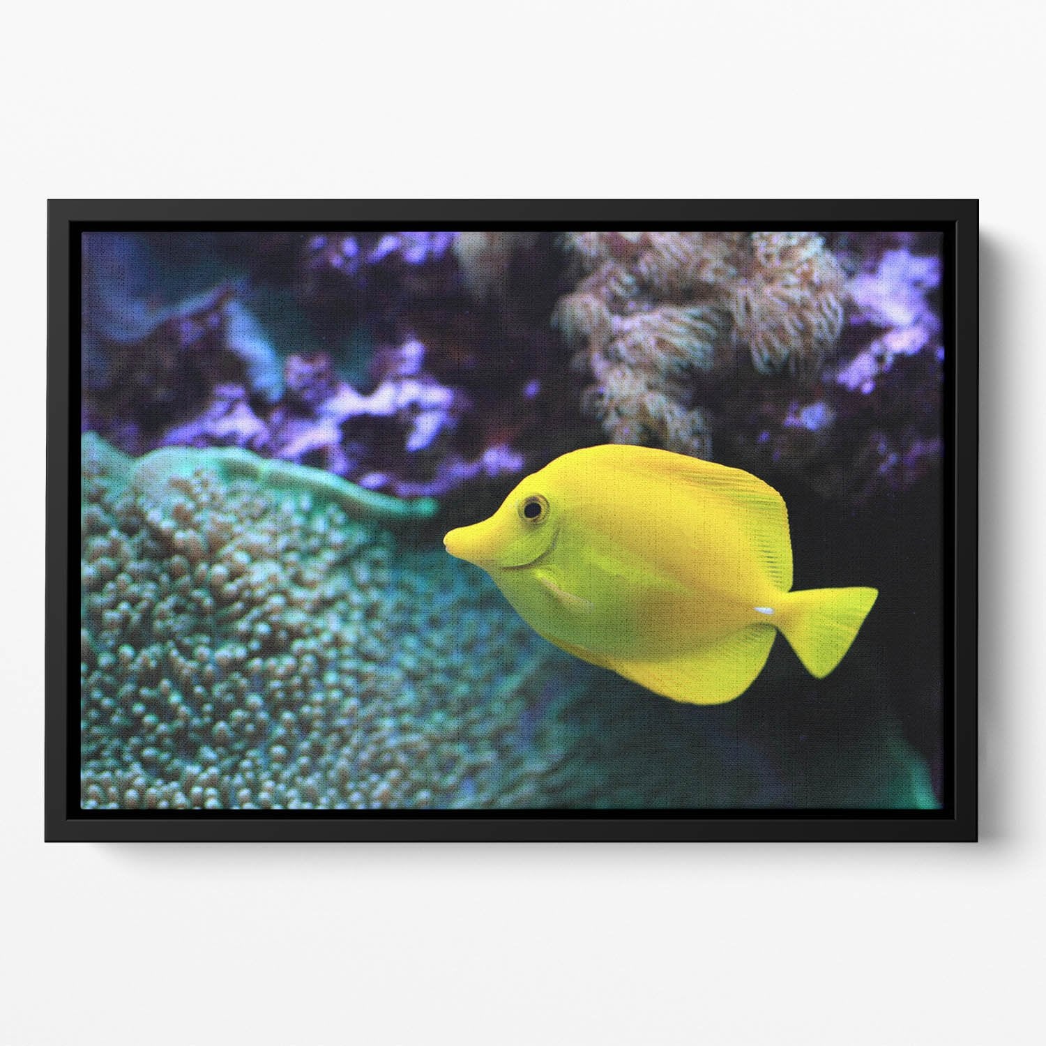 The yellow fish Floating Framed Canvas