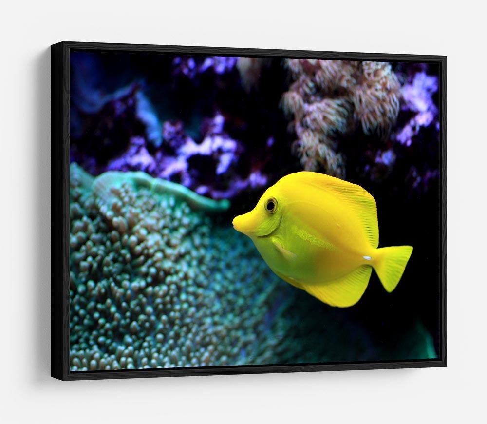 The yellow fish HD Metal Print