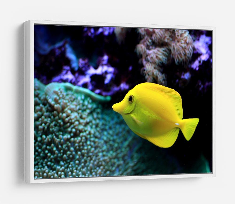 The yellow fish HD Metal Print
