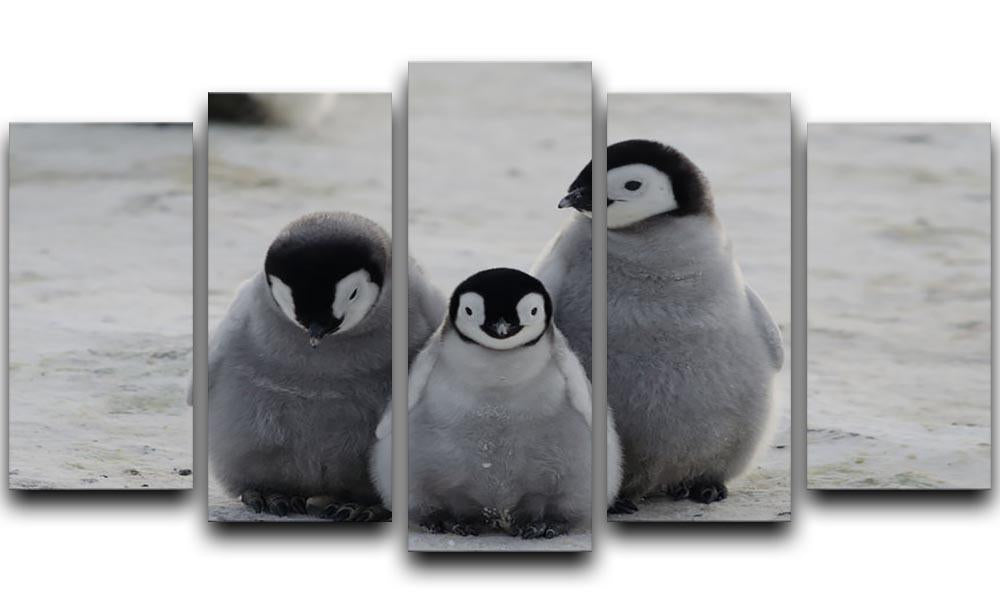 Three Emperor Penguin Chicks Together 5 Split Panel Canvas - Canvas Art Rocks - 1