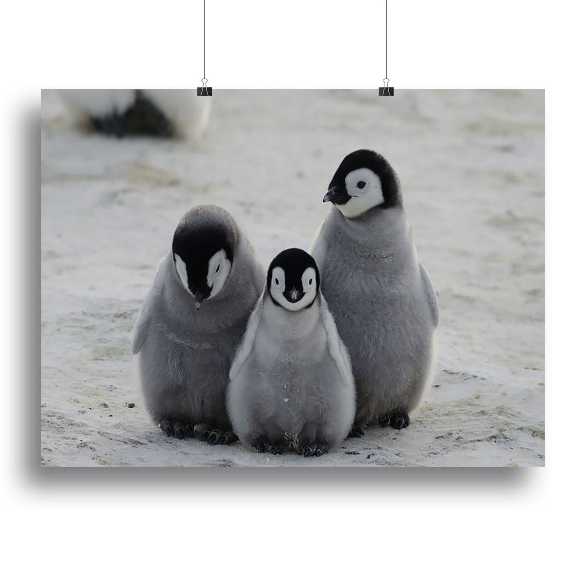 Three Emperor Penguin Chicks Together Canvas Print or Poster