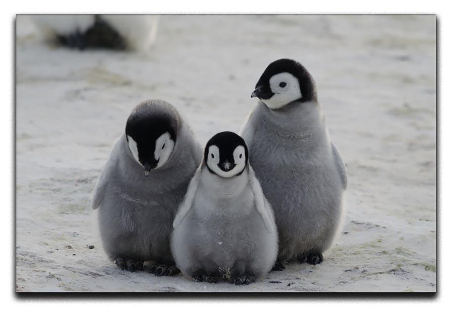 Three Emperor Penguin Chicks Together Canvas Print or Poster - Canvas Art Rocks - 1