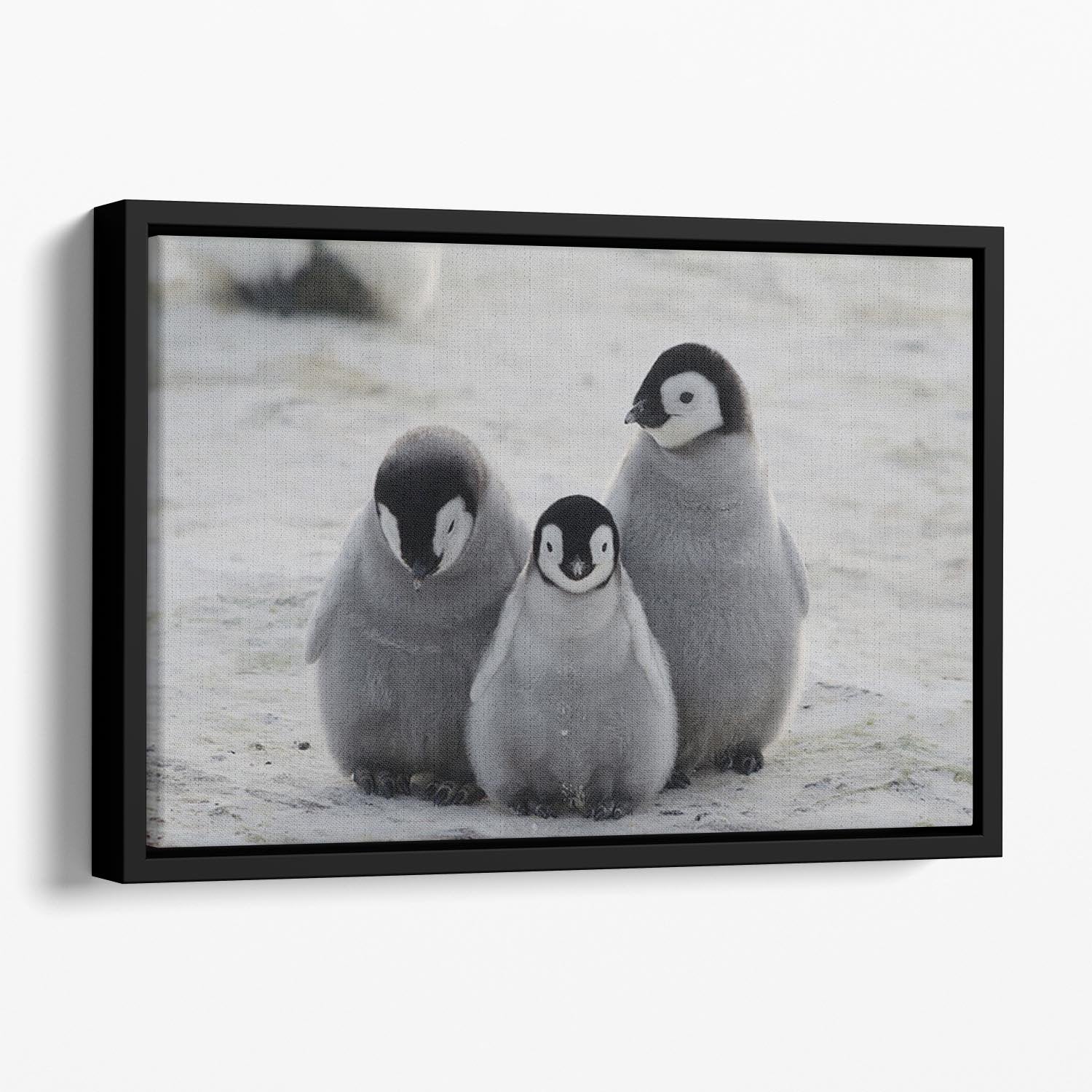 Three Emperor Penguin Chicks Together Floating Framed Canvas - Canvas Art Rocks - 1