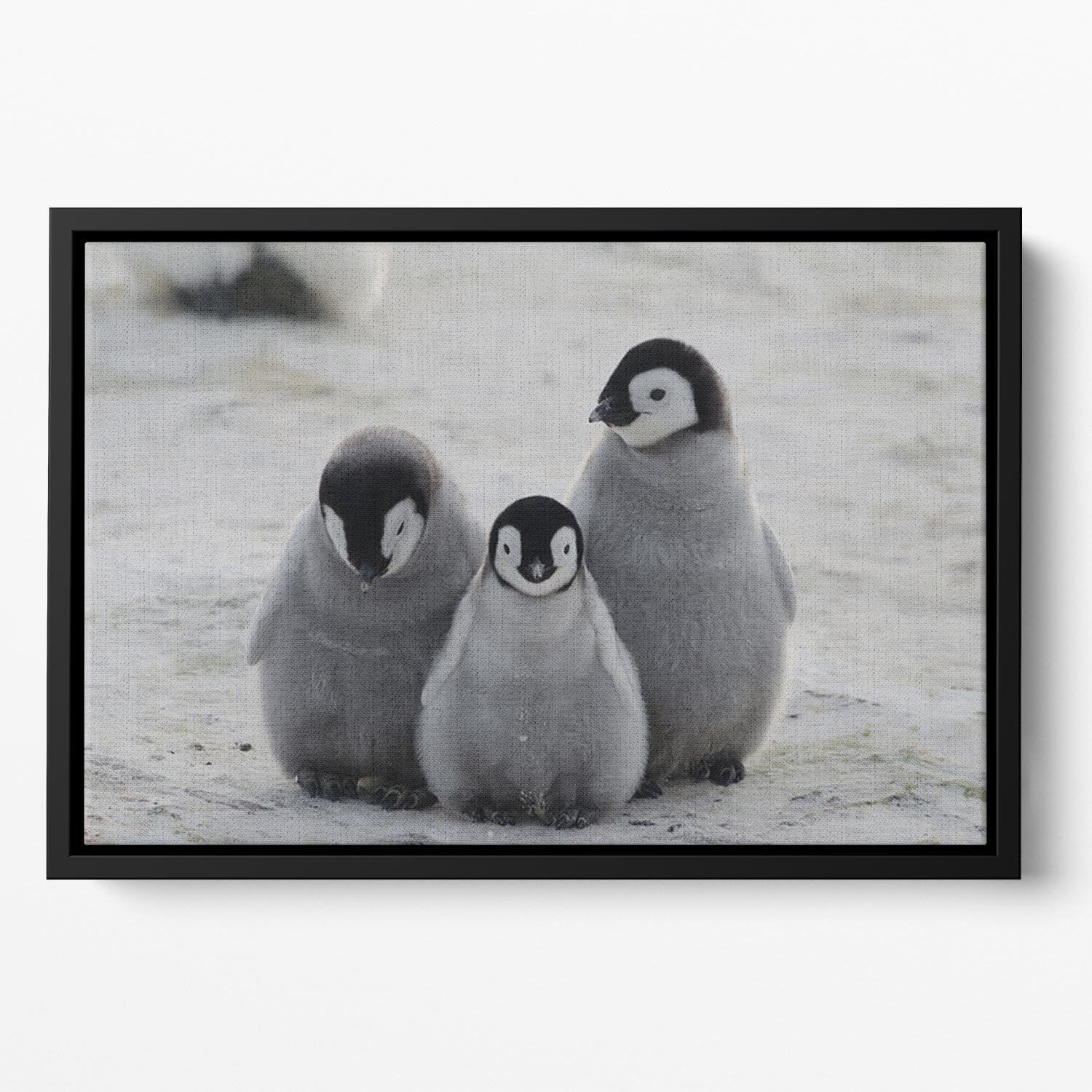 Three Emperor Penguin Chicks Together Floating Framed Canvas - Canvas Art Rocks - 2