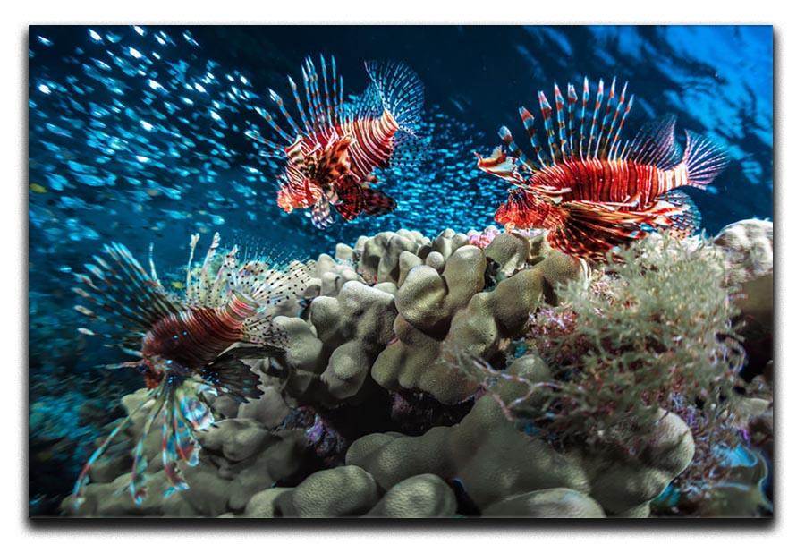 Three Lion fishes and school of bait fish Canvas Print or Poster - Canvas Art Rocks - 1