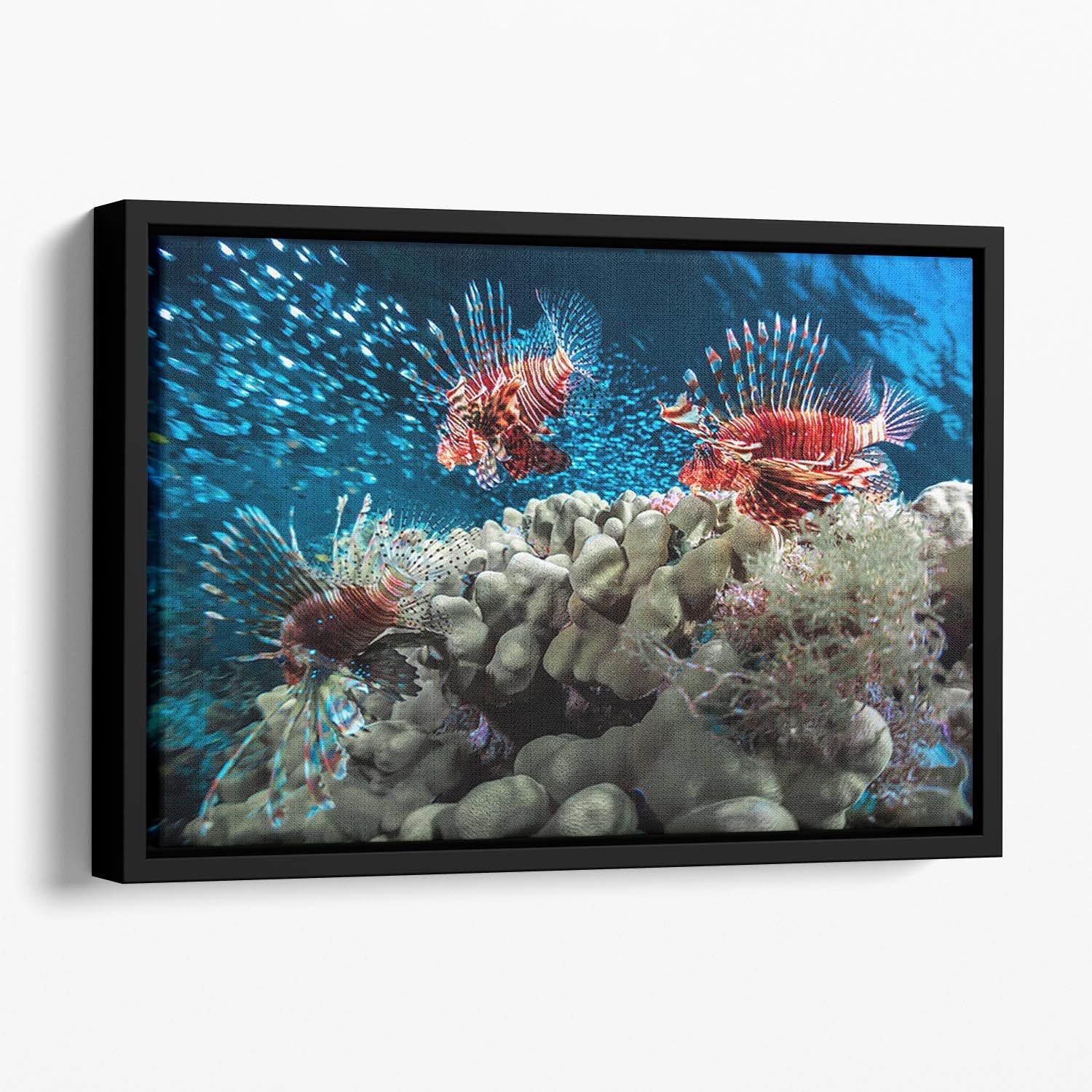 Three Lion fishes and school of bait fish Floating Framed Canvas - Canvas Art Rocks - 1
