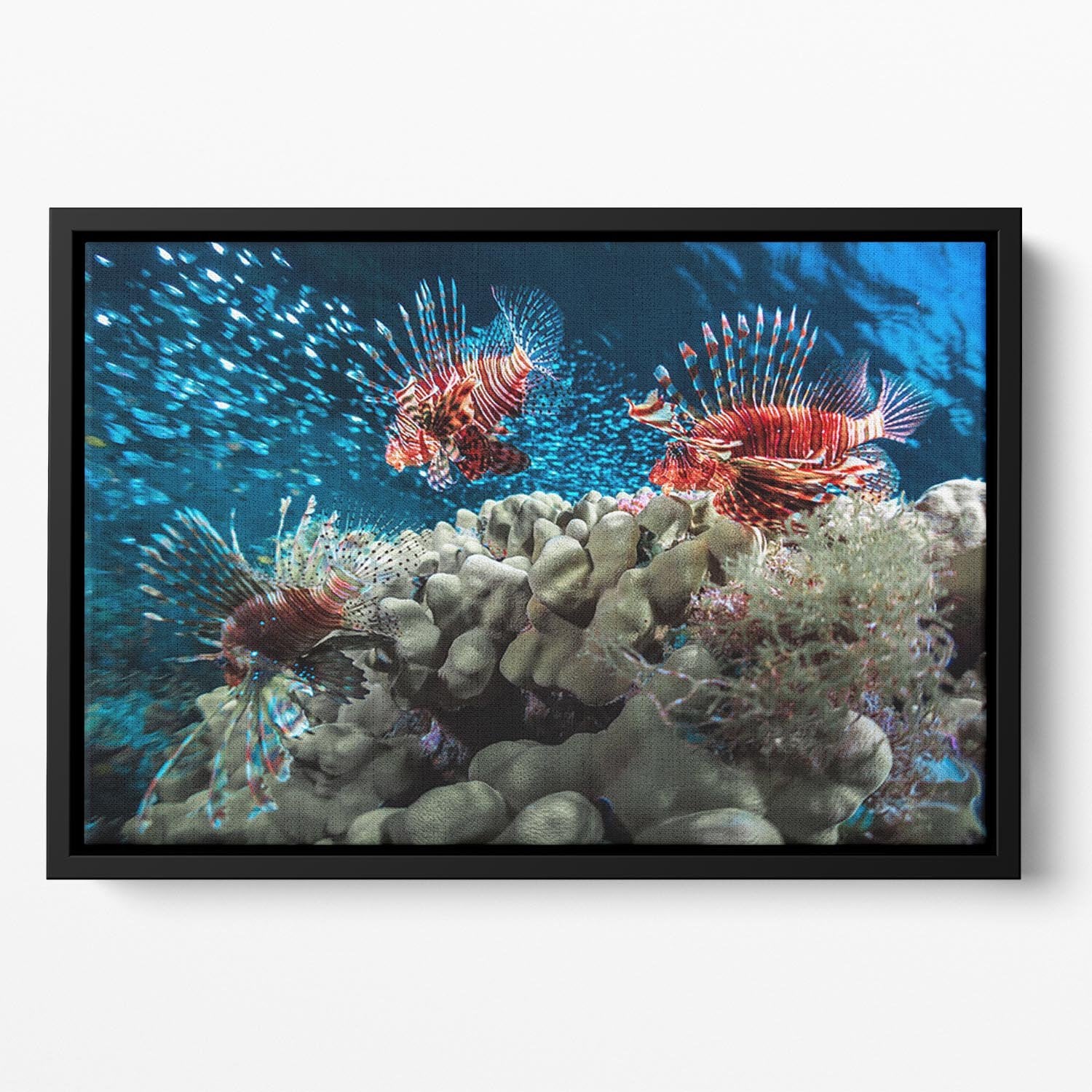 Three Lion fishes and school of bait fish Floating Framed Canvas - Canvas Art Rocks - 2