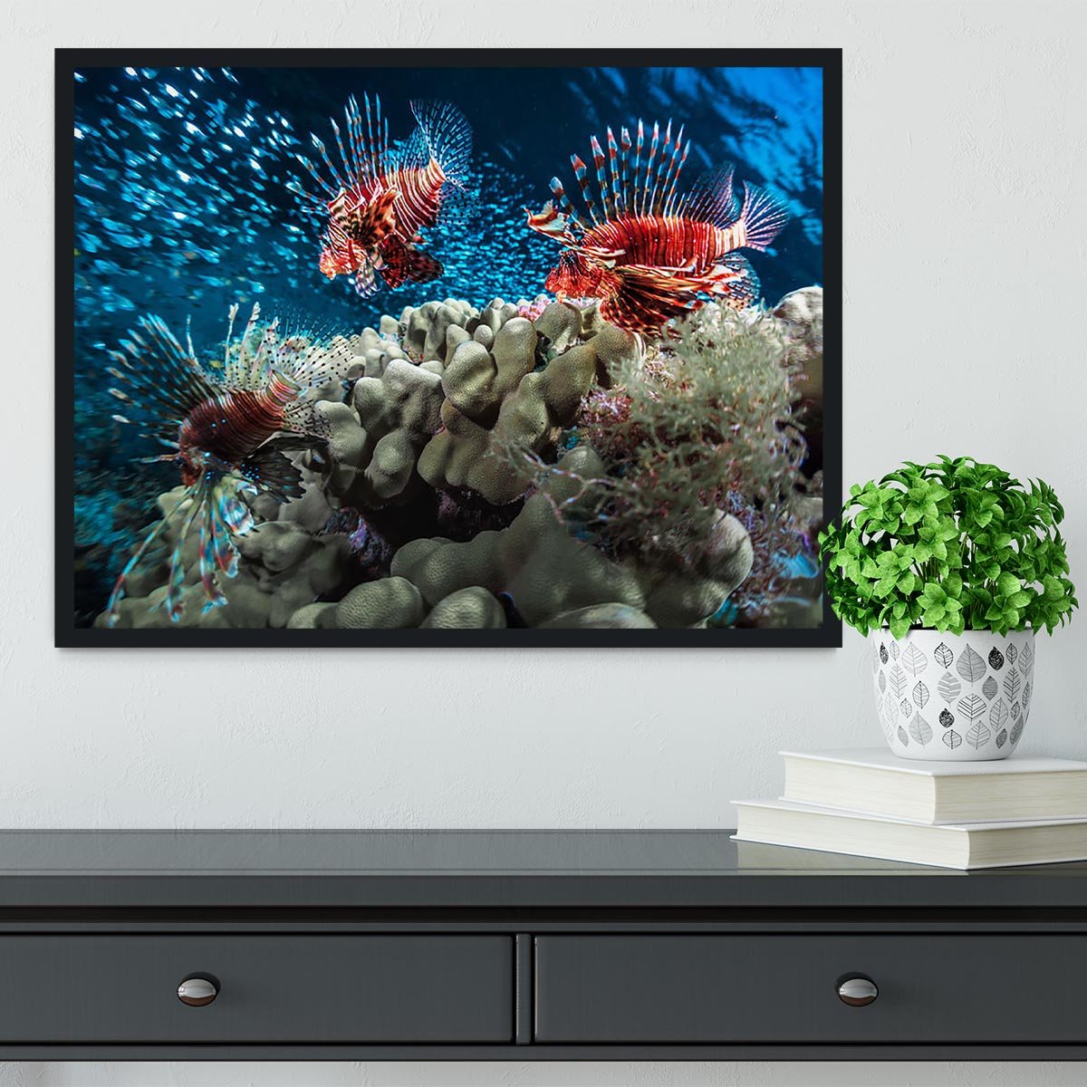 Three Lion fishes and school of bait fish Framed Print - Canvas Art Rocks - 2