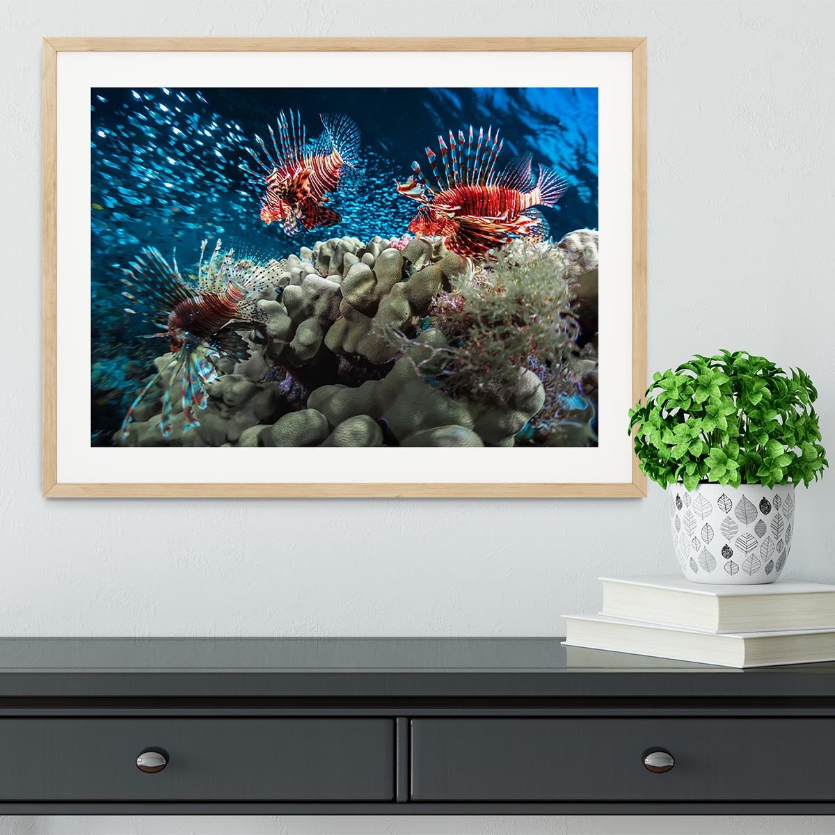 Three Lion fishes and school of bait fish Framed Print - Canvas Art Rocks - 3