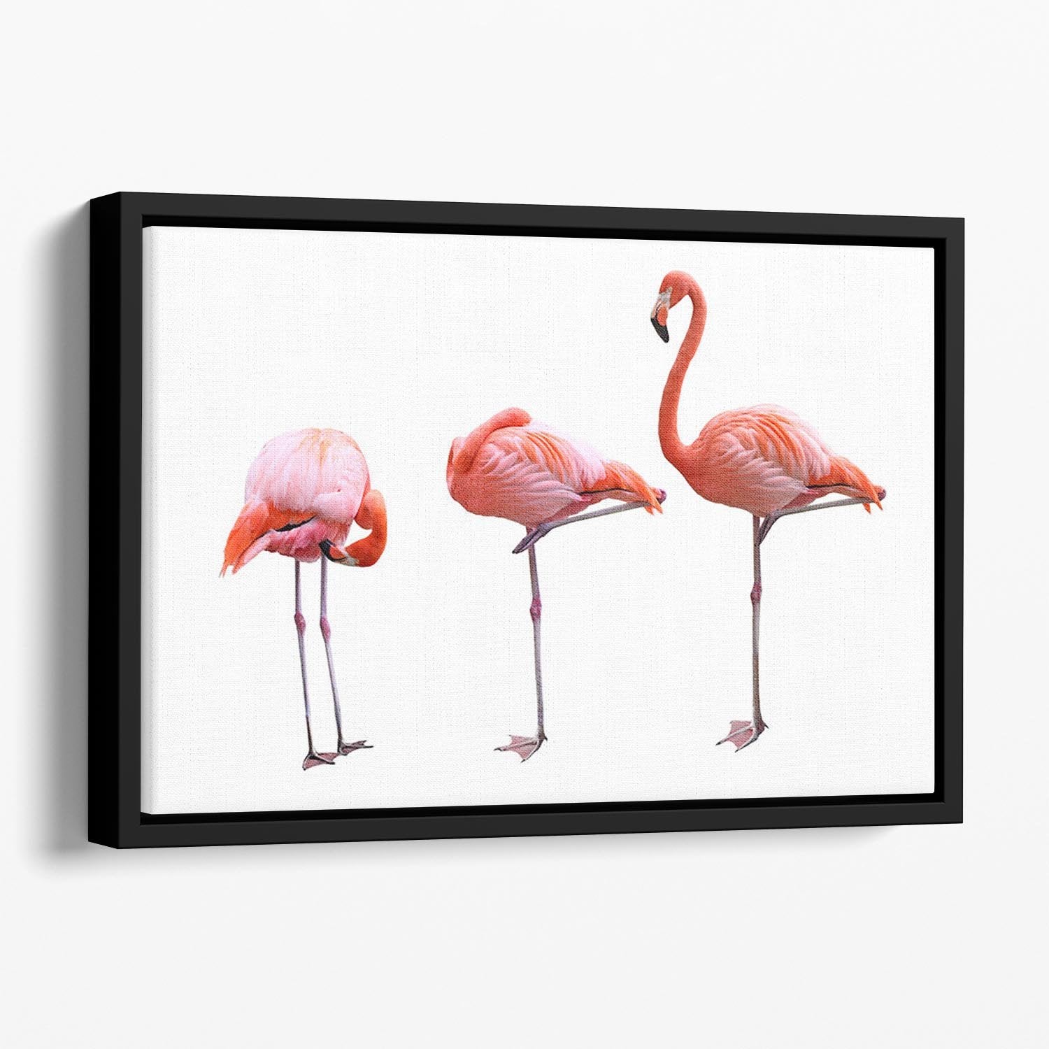 Three flamingo birds isolated on white background Floating Framed Canvas - Canvas Art Rocks - 1