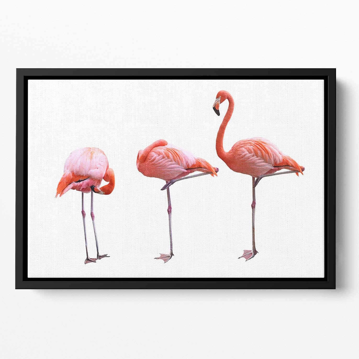 Three flamingo birds isolated on white background Floating Framed Canvas - Canvas Art Rocks - 2