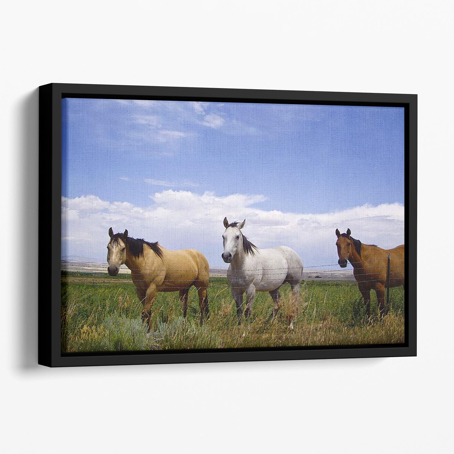 Three horses of a different color Floating Framed Canvas - Canvas Art Rocks - 1